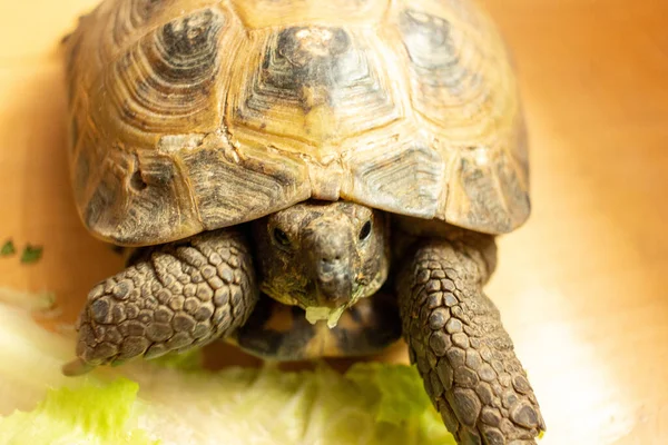 A tortoise eats green lettuce