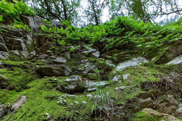Greenery, grass, and nurture outside