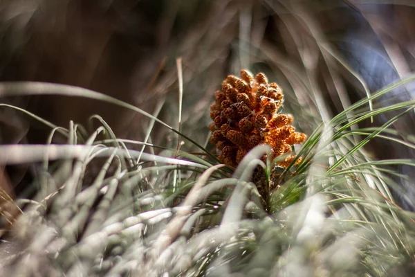 A pine cone ready to grow