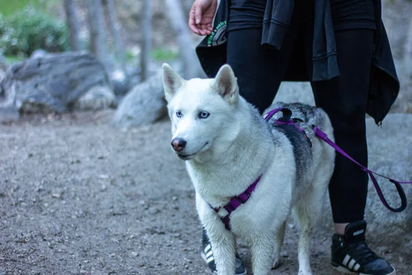 A Siberian Husky being walked in nature