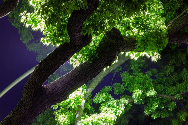 Night time photography of trees