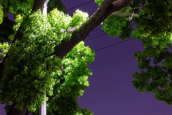 Night time photography of trees