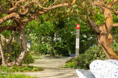 Ağaç yeşilliği ve birkaç dal.