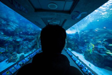 Bir adam akvaryumdaki balıklara bakıyor.