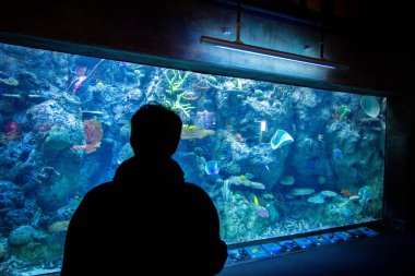 Bir adam akvaryumdaki balıklara bakıyor.
