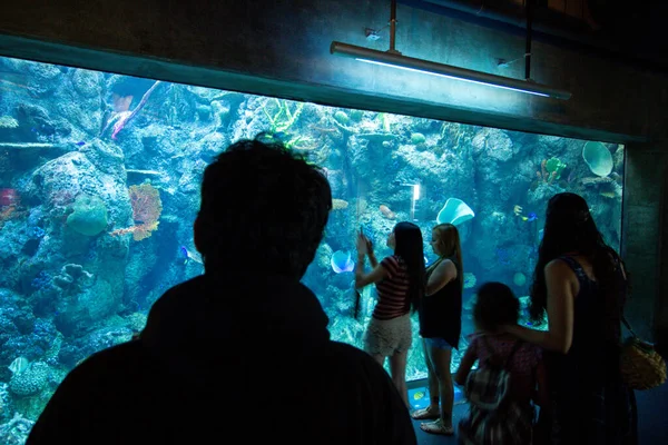 一个男人看着水族馆里的鱼 — 图库照片
