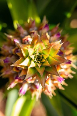 Arka bahçede yeşil bitki var. 