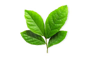 Fresh green leaves on twigs, isolated on white background