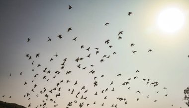 Kuşlar gökyüzünü dolduruyor