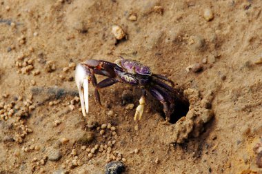 Canon EOS 350D DIGITAL, Fotoğraf 2009, Afrika, Nijerya, Ikot Abasi