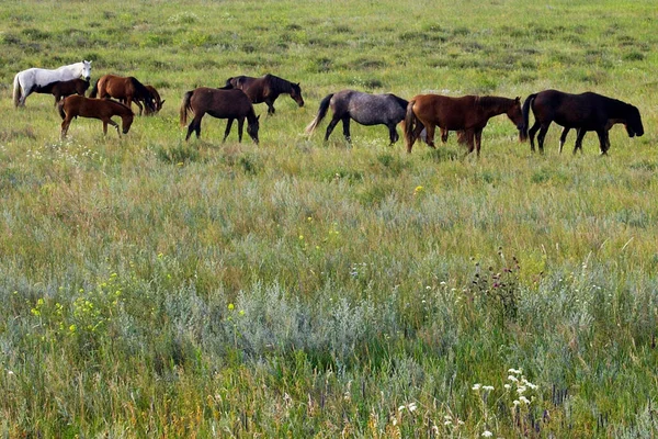 Hästar Betar Stäppen Ryssland Khakassien — Stockfoto