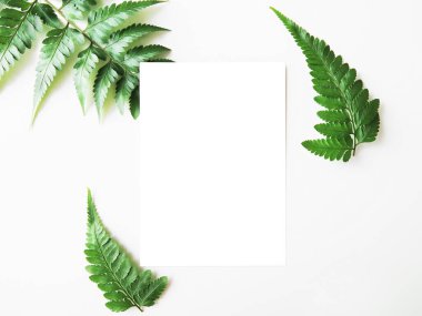 Tropik yaz modelleme sahnesinde boş tebrik kartı. Yeşillikler, bitkiler, yapraklar, doğa. Eğrelti otu. Üst görünüm, düz görünüm, beyaz kopya alanı. 