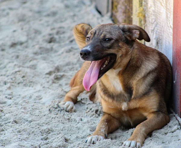 Dili dışarı çıkmış, mutlu bir evsiz köpek.