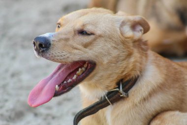 Mutlu sokak köpeği. Dili dışarı çıkmış bir köpek dinleniyor.