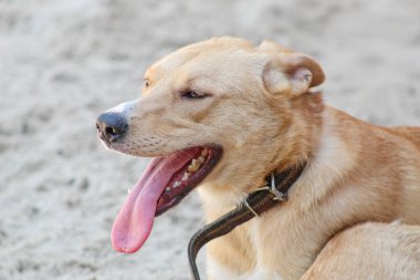 Mutlu sokak köpeği. Dili dışarı çıkmış bir köpek dinleniyor.
