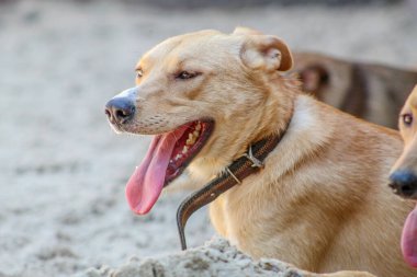 Mutlu sokak köpeği. Dili dışarı çıkmış bir köpek.