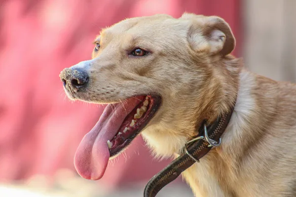 Mutlu sokak köpeği. Dili dışarı çıkmış bir köpek dinleniyor.