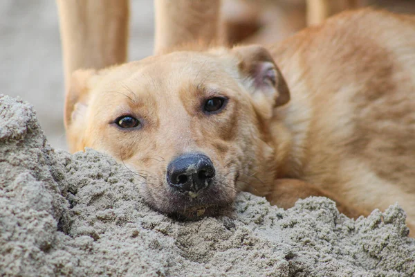 Mutlu sokak köpeği. Dili dışarı çıkmış bir köpek dinleniyor.