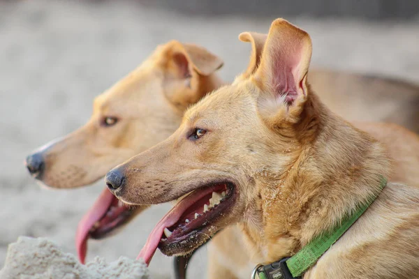 Mutlu köpek ikizleri. Evsiz köpekler. Mutlu evsiz köpekler