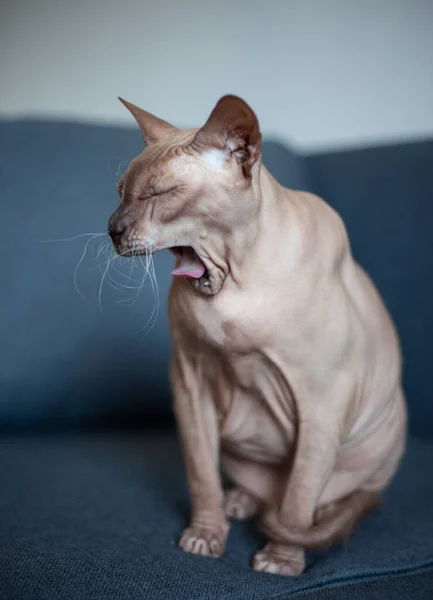 Sphynx gri kedi esniyor. Kel kedi esniyor.