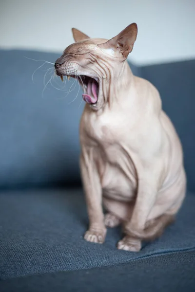 Sphynx gri kedi esniyor. Kel kedi esniyor.