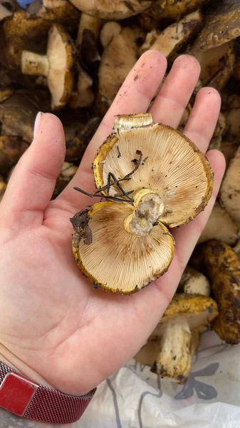 Avuçta mantar var. Sonbahar mantarı. Mantar toplama