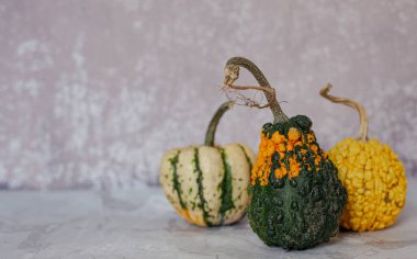 Cadılar Bayramı için korkunç balkabakları. Çirkin balkabakları. Azizler Günü için balkabakları. Göbekli balkabağı