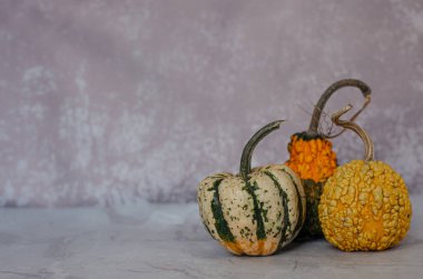 Cadılar Bayramı için korkunç balkabakları. Çirkin balkabakları. Azizler Günü için balkabakları. Göbekli balkabağı