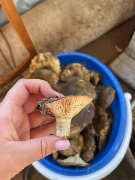 Elde mantar. Sonbahar mantarı. Mantar toplama