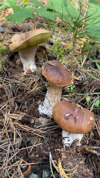 Bir sürü taze mantar. Sonbahar mantarı. Mantar toplama