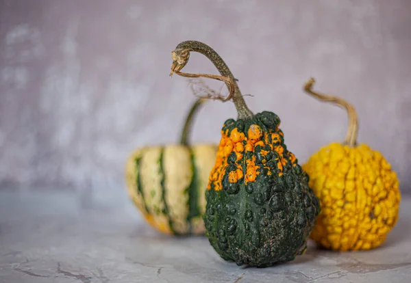 Cadılar Bayramı için korkunç balkabakları. Çirkin balkabakları. Azizler Günü için balkabakları. Göbekli balkabağı