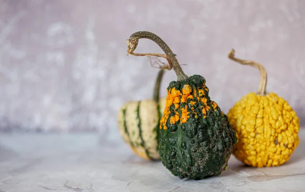 Cadılar Bayramı için korkunç balkabakları. Çirkin balkabakları. Azizler Günü için balkabakları. Göbekli balkabağı