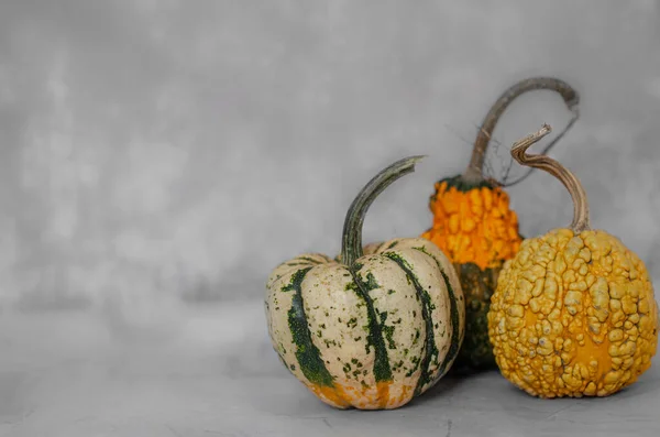 Cadılar Bayramı için korkunç balkabakları. Çirkin balkabakları. Azizler Günü için balkabakları. Göbekli balkabağı