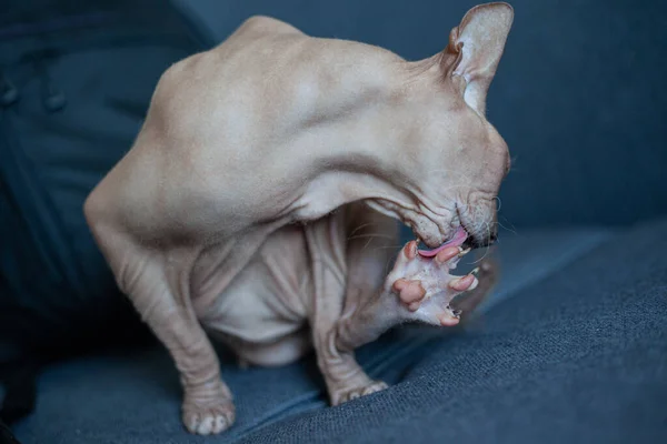 Gray Sphinx Cat Washes Himself Bald Cat Wash — Stock Photo, Image