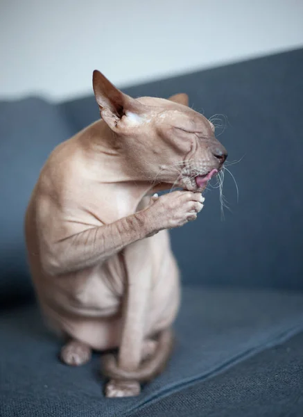 Die Graue Sphinx Katze Wäscht Sich Glatze Katzenwäsche — Stockfoto