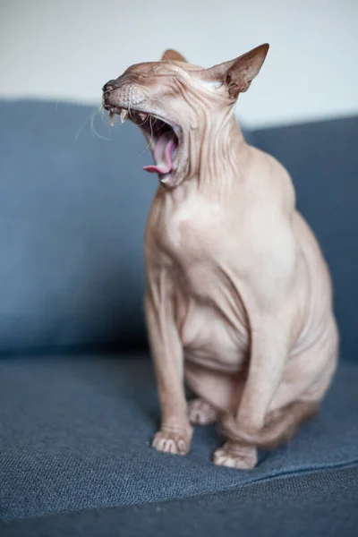 Sphynx灰猫打呵欠 秃头猫打呵欠 — 图库照片