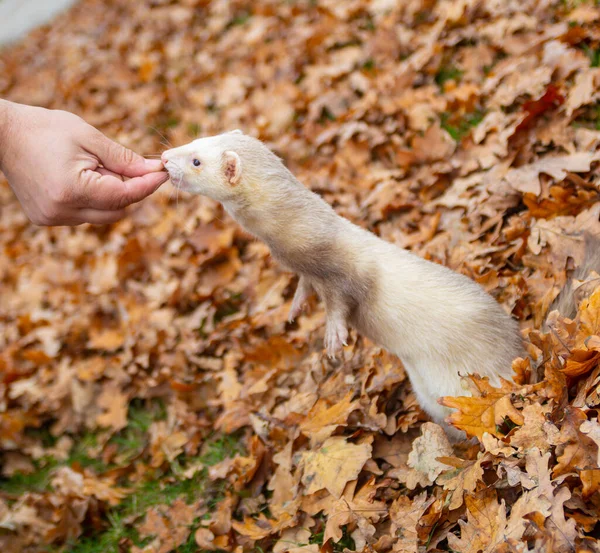Furão em folhas alimentam-se da mão — Fotografia de Stock