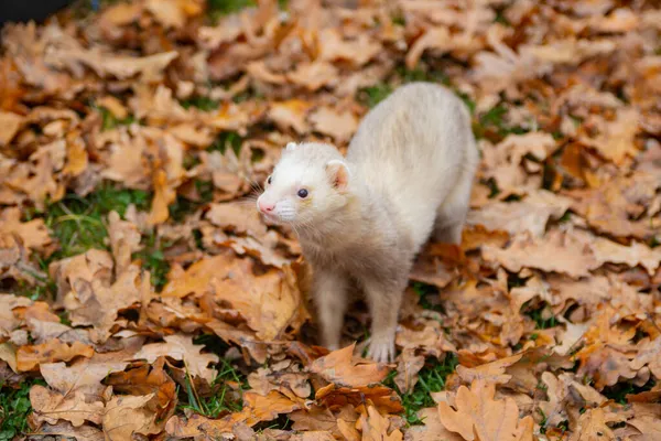 Yapraklı gelincik. Sonbahar yapraklarında gelincik.