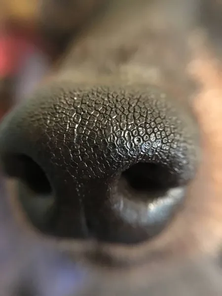 Macro Nariz Cão — Fotografia de Stock