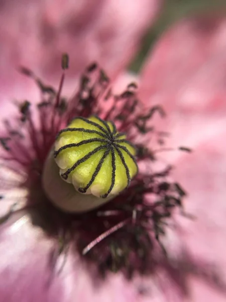 Macro foto van bloem met stuifmeel — Stockfoto