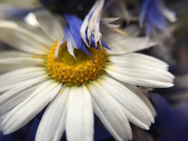 Makro fotoğraf papatya