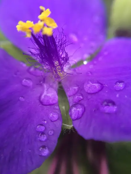 Polenli çiçeğin makro fotoğrafı