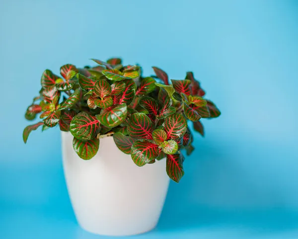 Sithonia mavi arka planda beyaz bir tencerede. ev bitkisi sithonia