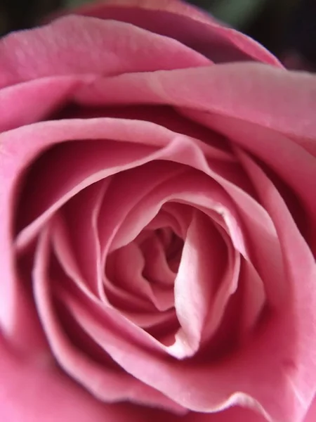 Pembe gül. Makro fotoğrafçılıkta taç yaprakları