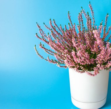 Mavi arka planda beyaz tencerede Calluna