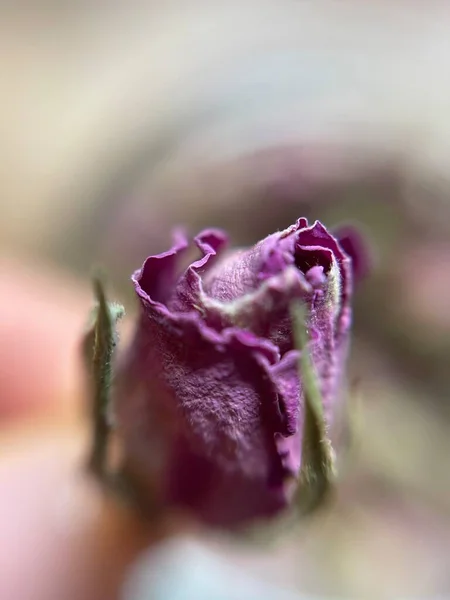 Bir yığın kurumuş gül tomurcuğu arka plan dokusu yakın çekim. Pembe gül goncası makrosu. Yakın çekim.