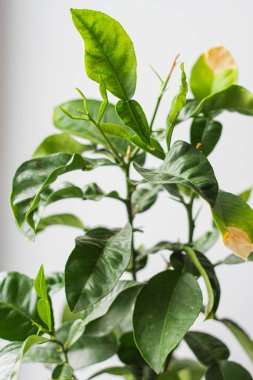 A young pomelo tree grows on a windowsill in a pot.