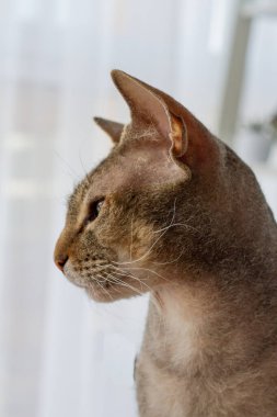 Devon Rex cat in profile