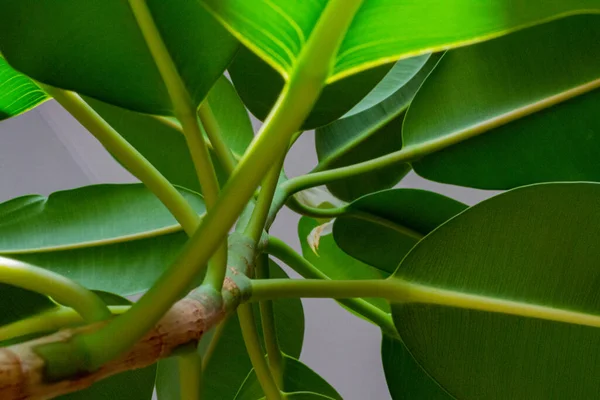 Ficus rubber with large leaves in the home collection. trunk and leaves of ficus from the lower angle