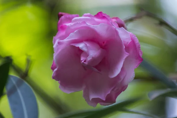 Pembe Gül, GREEN BOKEH 'İN ÇİÇEKİ